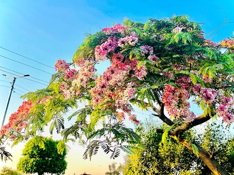 مشتل أبناء شعيشع - صورة 1