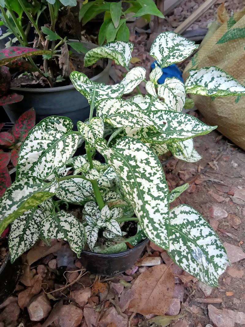 ماتريكس لنباتات الزينه - Photo 1