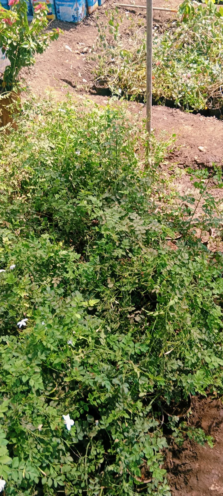 مشتل المنصورة - صورة 1