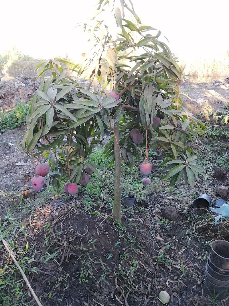 مشتل الجزيرة - صورة 2