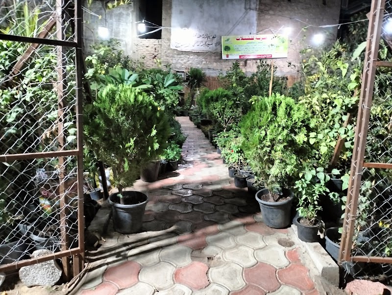 شركه المصريه للشتلات والتنميه الزراعية