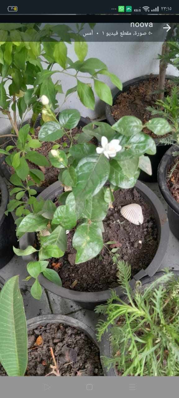 مشتل الروجينا - Photo 1