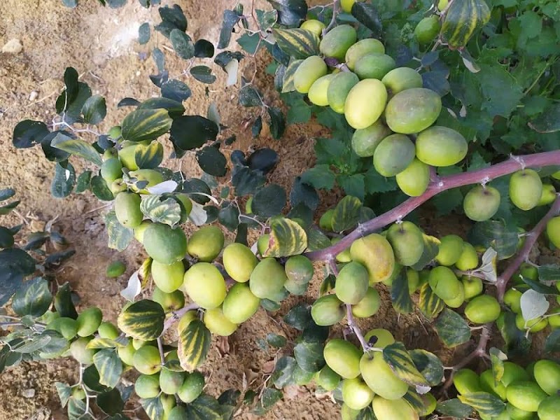 مشاتل الشرقيه - Photo 1