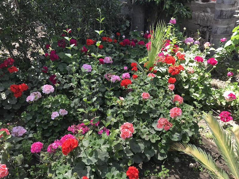 مشتل سعد وأمين بركات