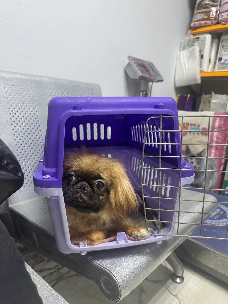 Petsology veterinary clinic العيادة البيطرية - صورة 2