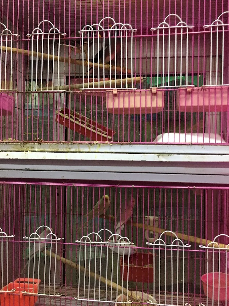 الأمير لمستلزمات الطيور الذينه والحيوانات الاليفه - صورة 1