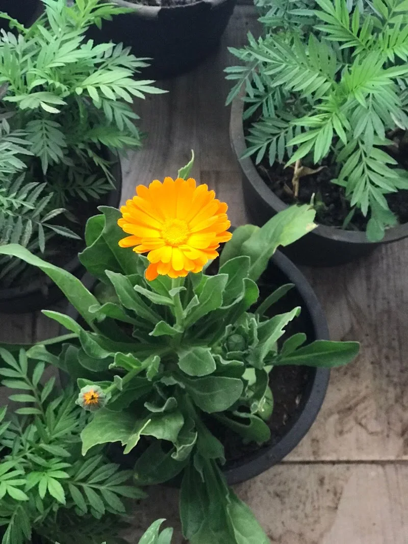 مشتل طيبة للنباتات