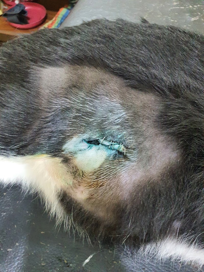 Smouha Vet Clinic - Photo 1