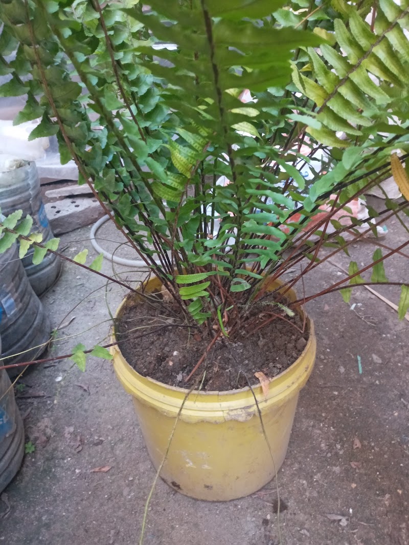 مشتل سيدي جابر - صورة 2