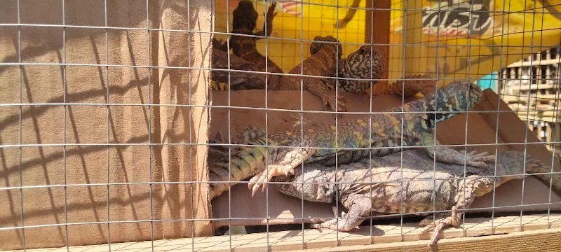 Friday pets market - Photo 1