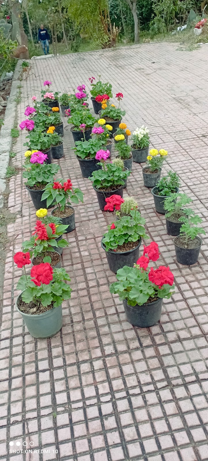 مشتل كلية الزراعه جامعه الاسكندرية - صورة 3