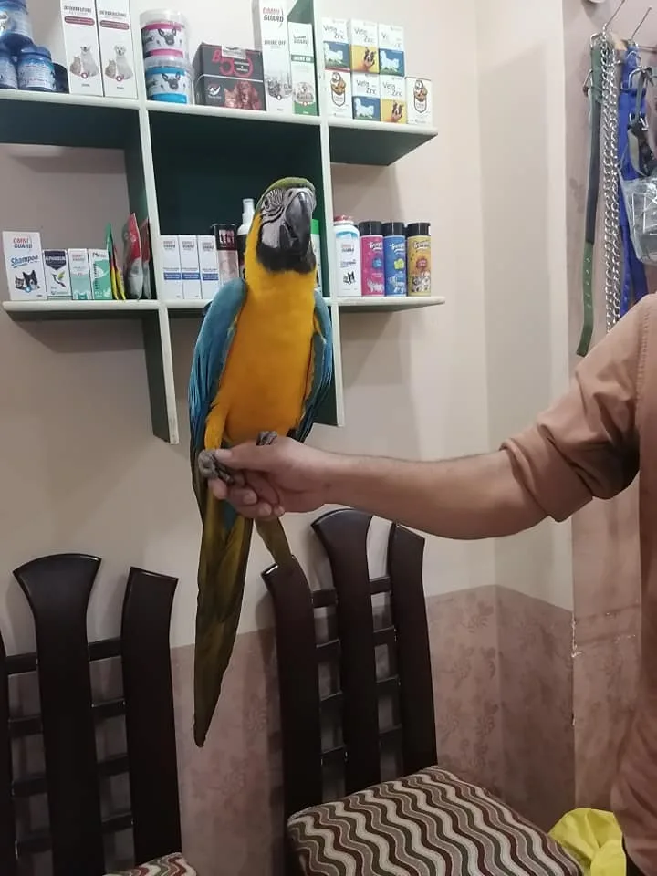 مركز برايم لعلاج الحيوانات الأليفة والطيور - Photo 1