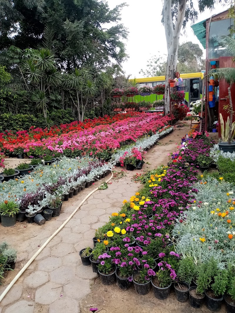 مشتل زهور الربيع الأشجار الزينه والفاكهة - Photo 2