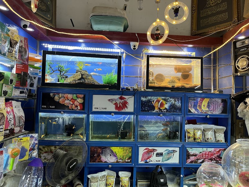 معرض ROYAL BLACK للحيوانات الأليفة وطيور الزينة وأسماك الزينة - Photo 2