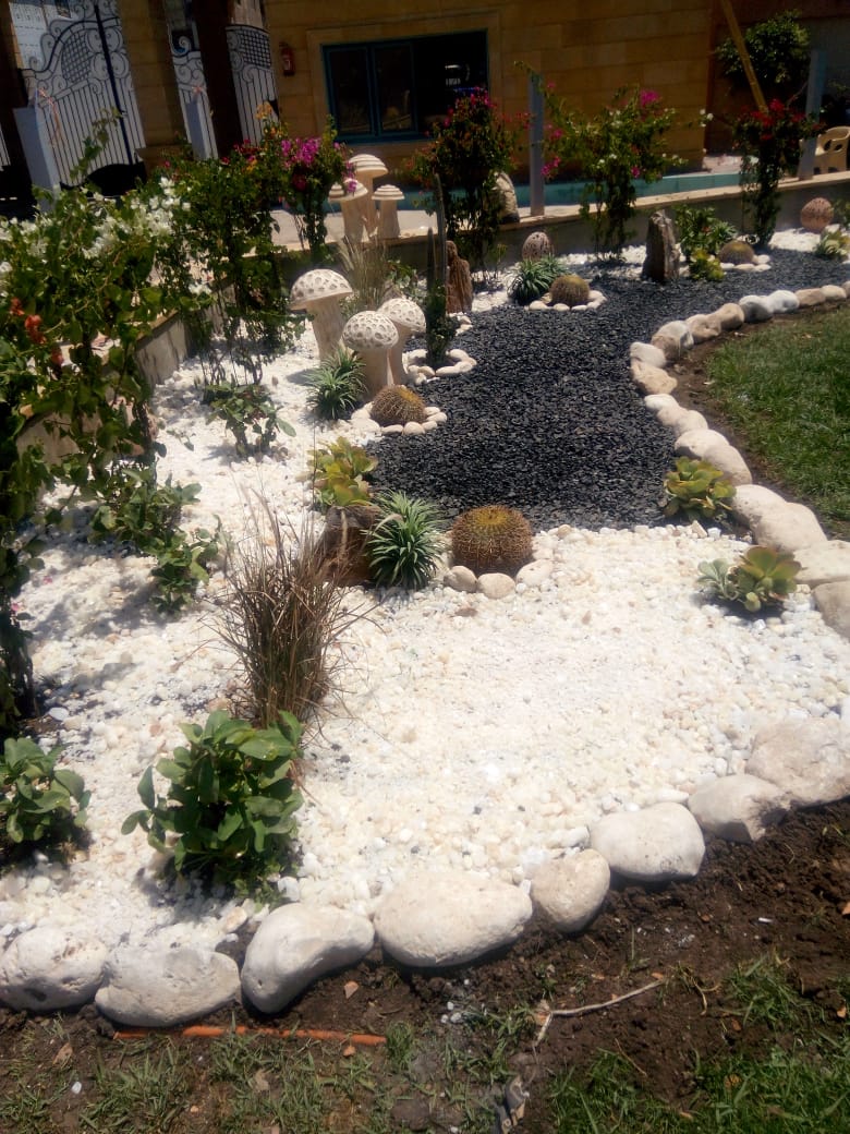 مشتل داليا لاند سكيب -Plant nursery Dalia for land scape - Photo 1