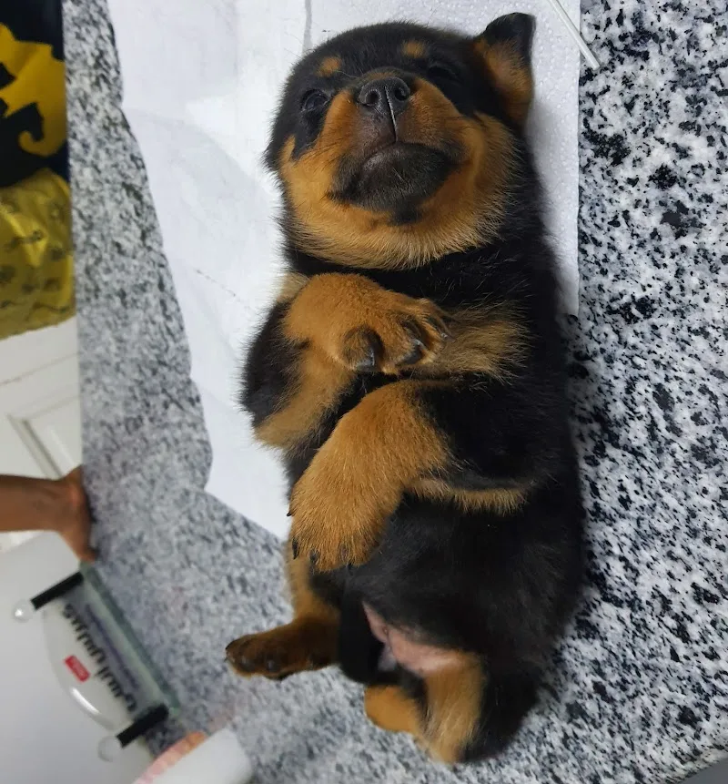 عيادة بيطرية - صورة 2