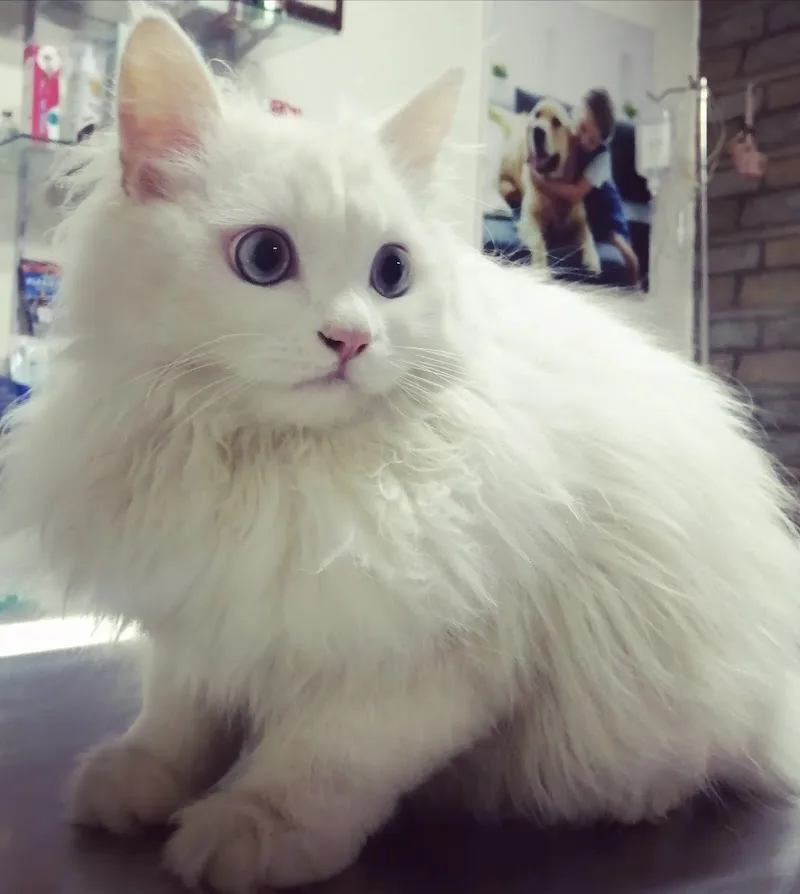 petsi vet clinic عيادة بيطرية