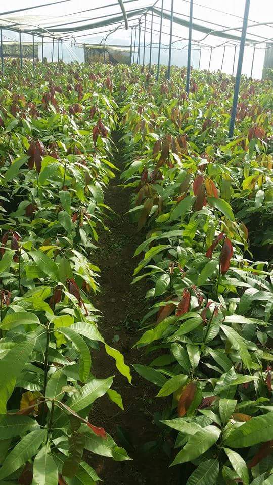 Mashatel ElDawlia Co. مشاتل الشركة الدولية - Photo 3