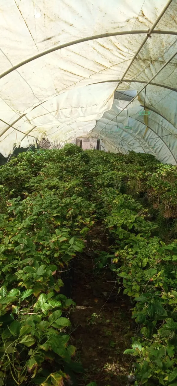 شركة الكنانة زراعة الأنسجة النباتية(ومستلزماتها )-مشاتل فاكهه وزينه