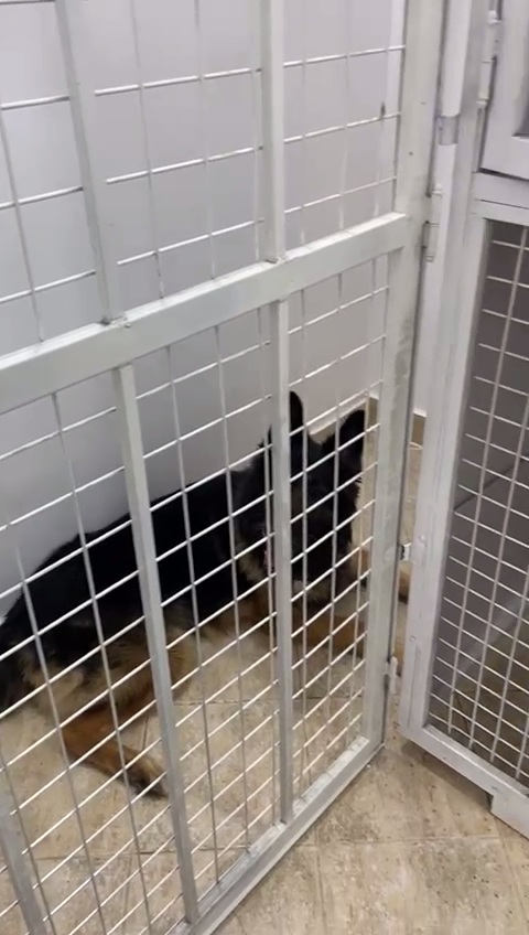 Lucky Pet Vet Clinic - Pet Motel - Pet Shop - Photo 2