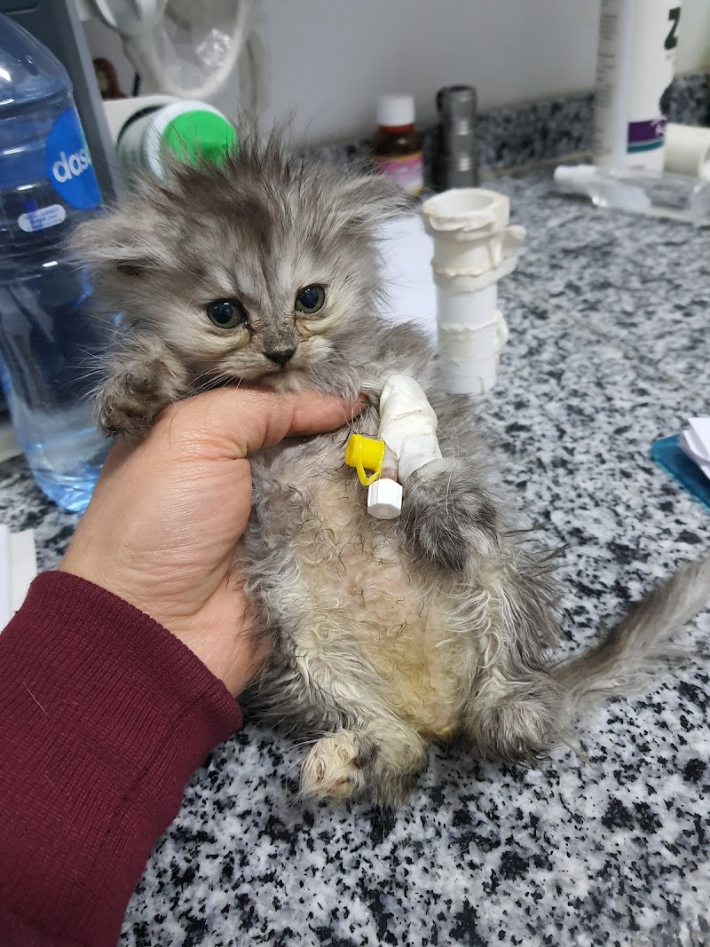 save pets clinic - Photo 1