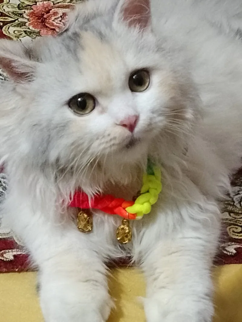 {Dog&Cat} عياده للحيوانات الاليفه وجمع مستلزمات الحيوانات - صورة 2