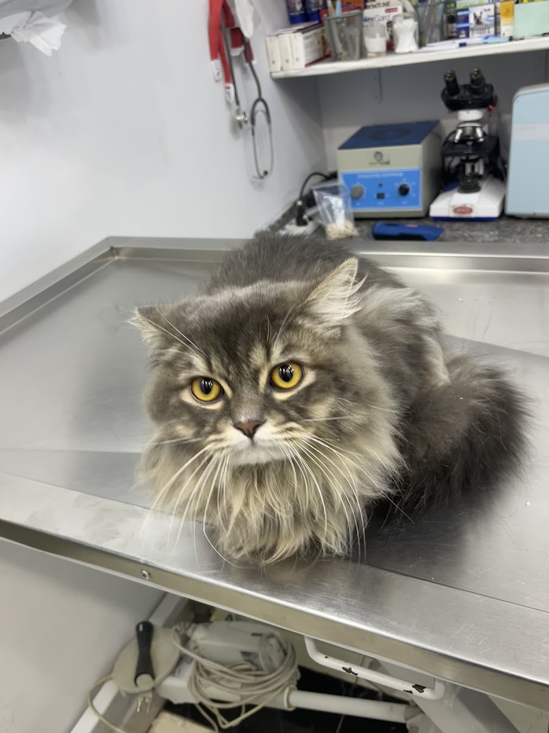 Petary Clinic - بيطري كلينك - Photo 3