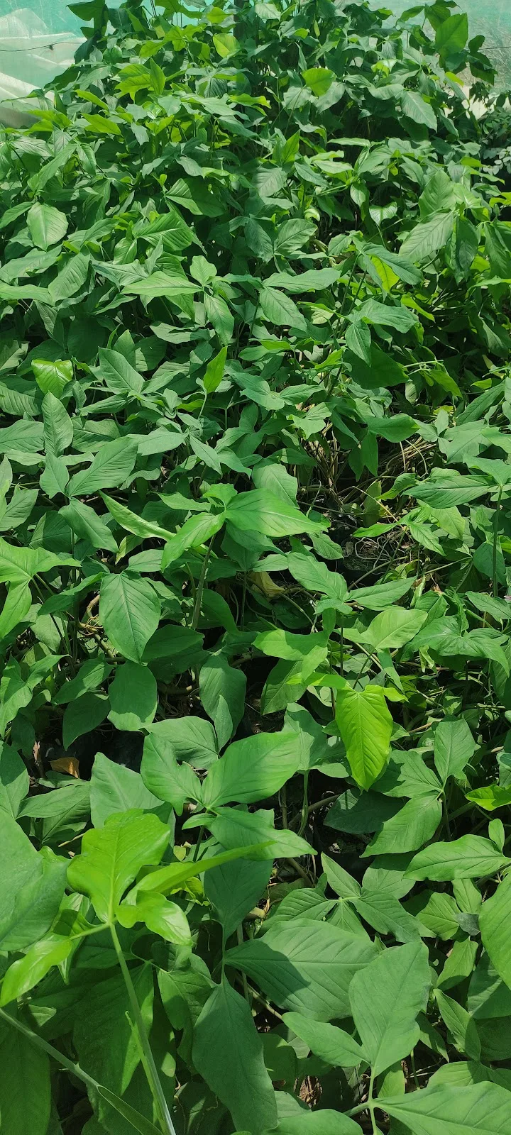 فسيلة - fasila - صورة 3