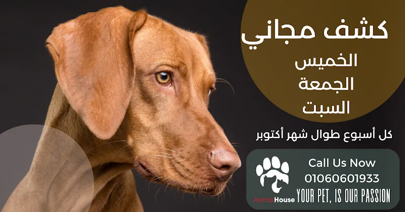 Animal House hospital مستشفى بيطرية - صورة 1