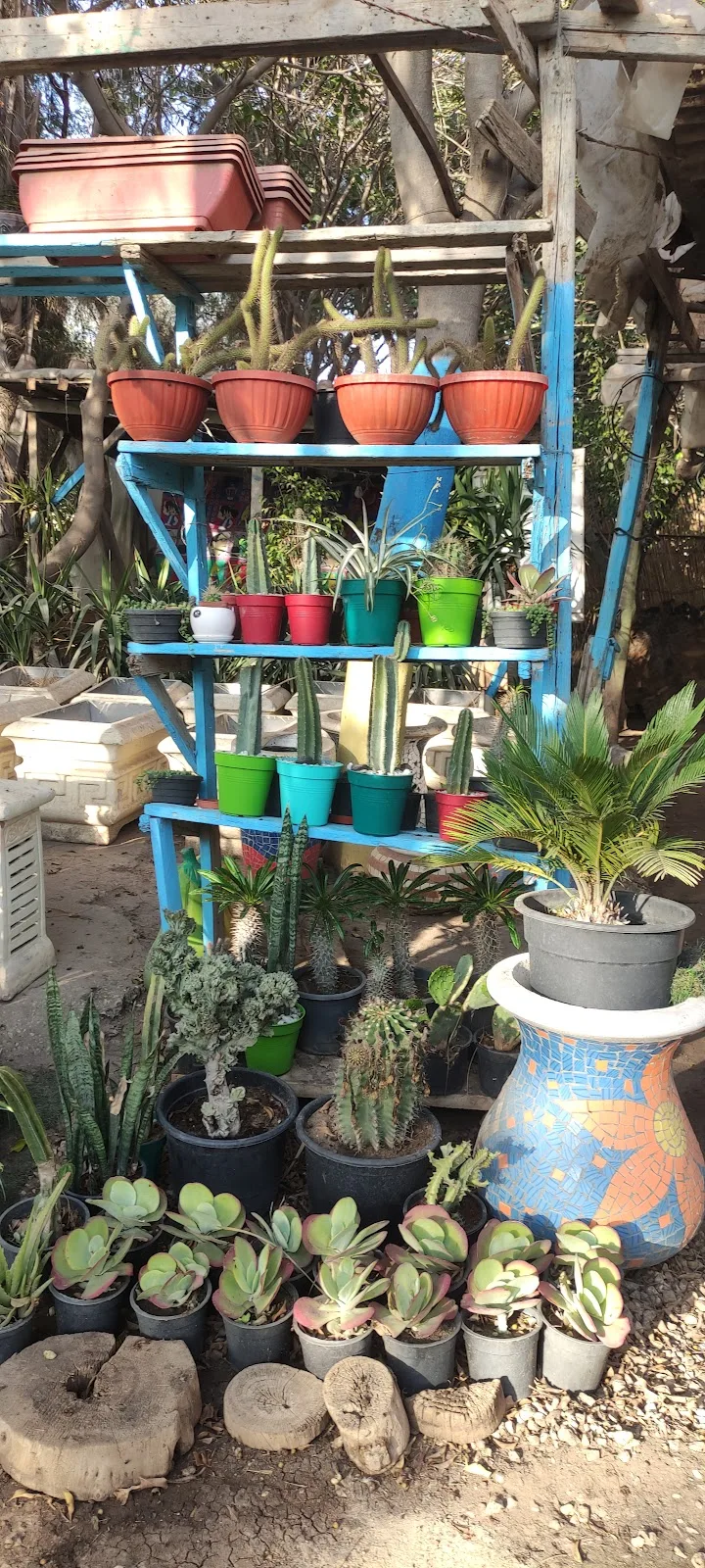 مشتل داليا لاند سكيب -Plant nursery Dalia for land scape - صورة 3