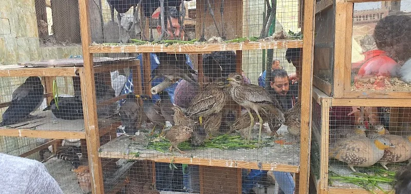 Friday pets market - Photo 2