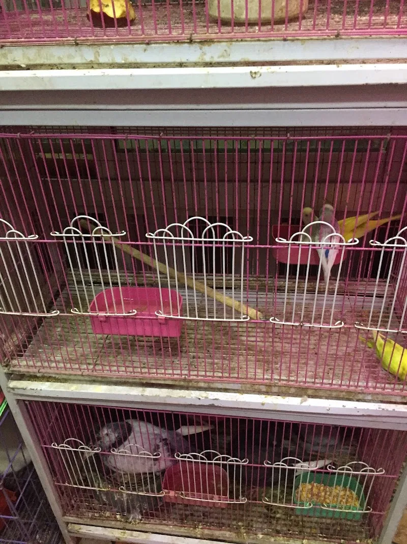 الأمير لمستلزمات الطيور الذينه والحيوانات الاليفه