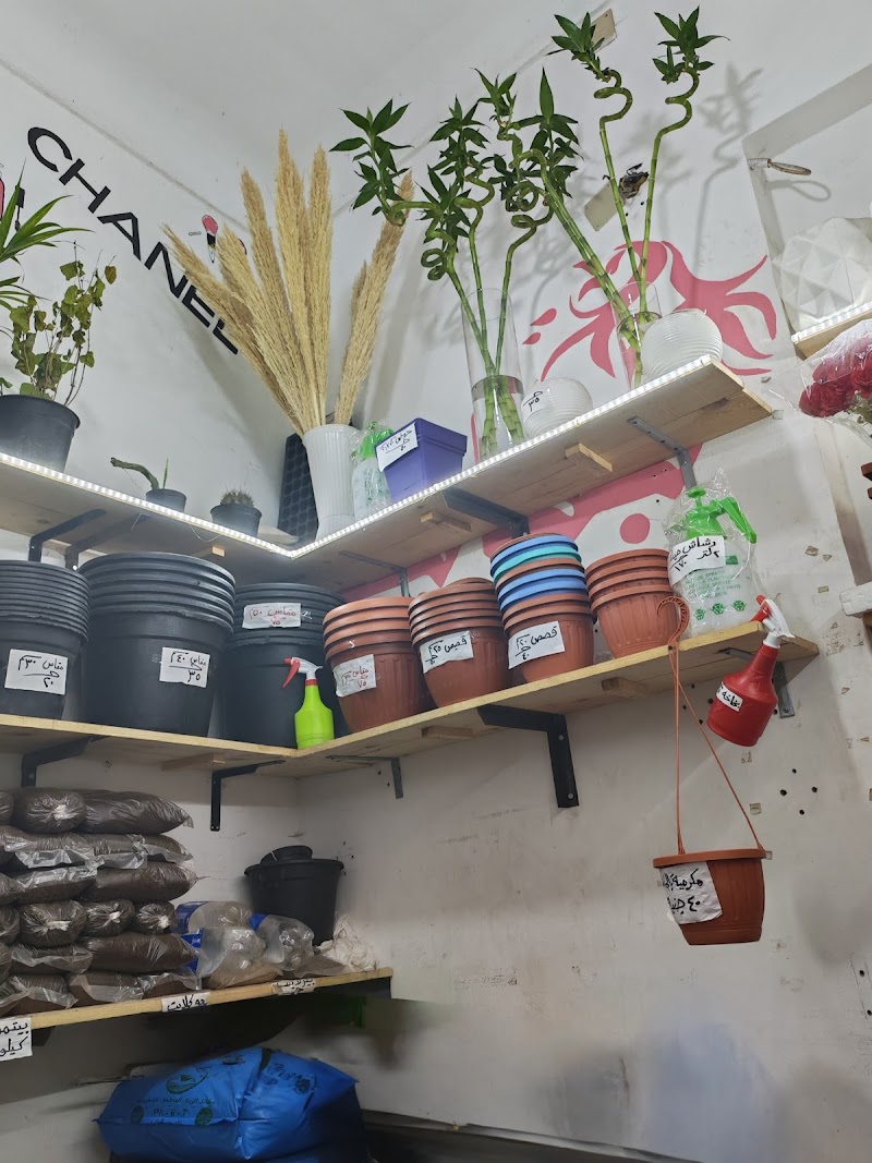 مشتل زهور الأسكندرية - صورة 1