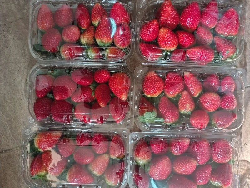 شركة الكنانة زراعة الأنسجة النباتية(ومستلزماتها )-مشاتل فاكهه وزينه - Photo 1