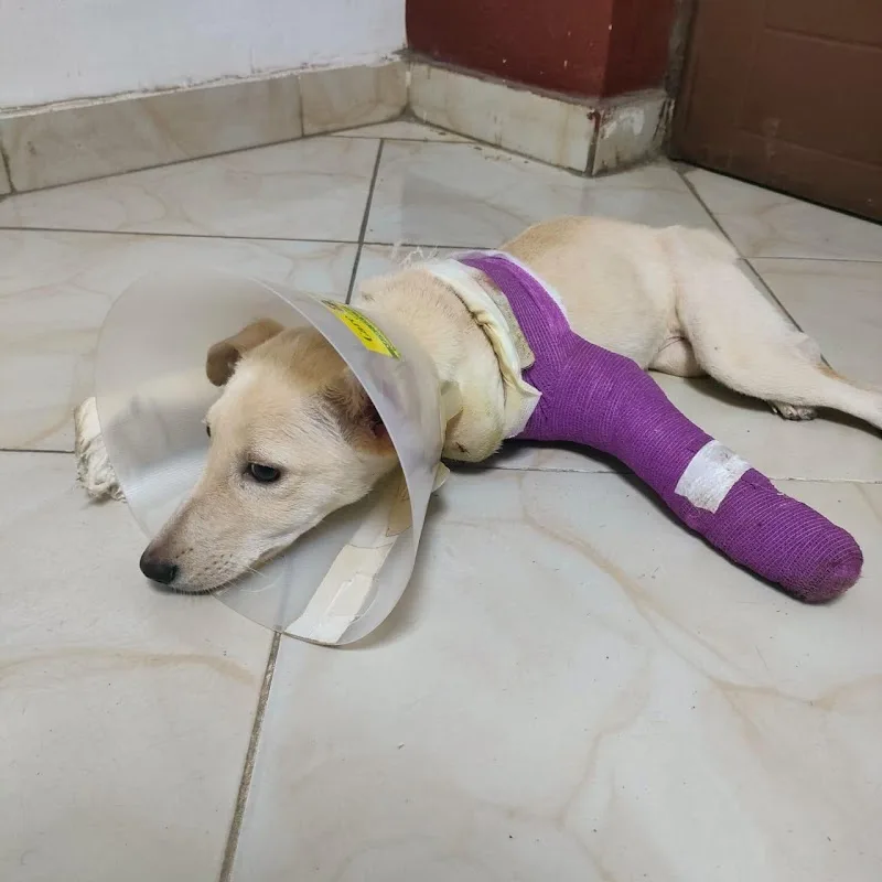 Pet Shine veterinary clinic