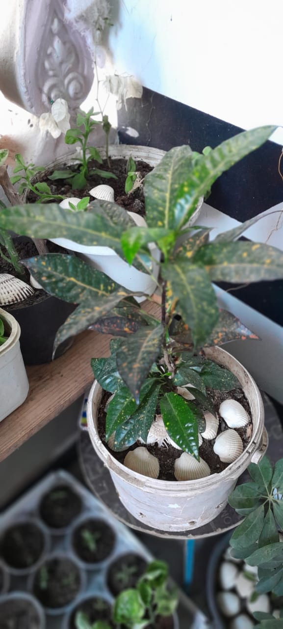 مشتل الروجينا - Photo 3