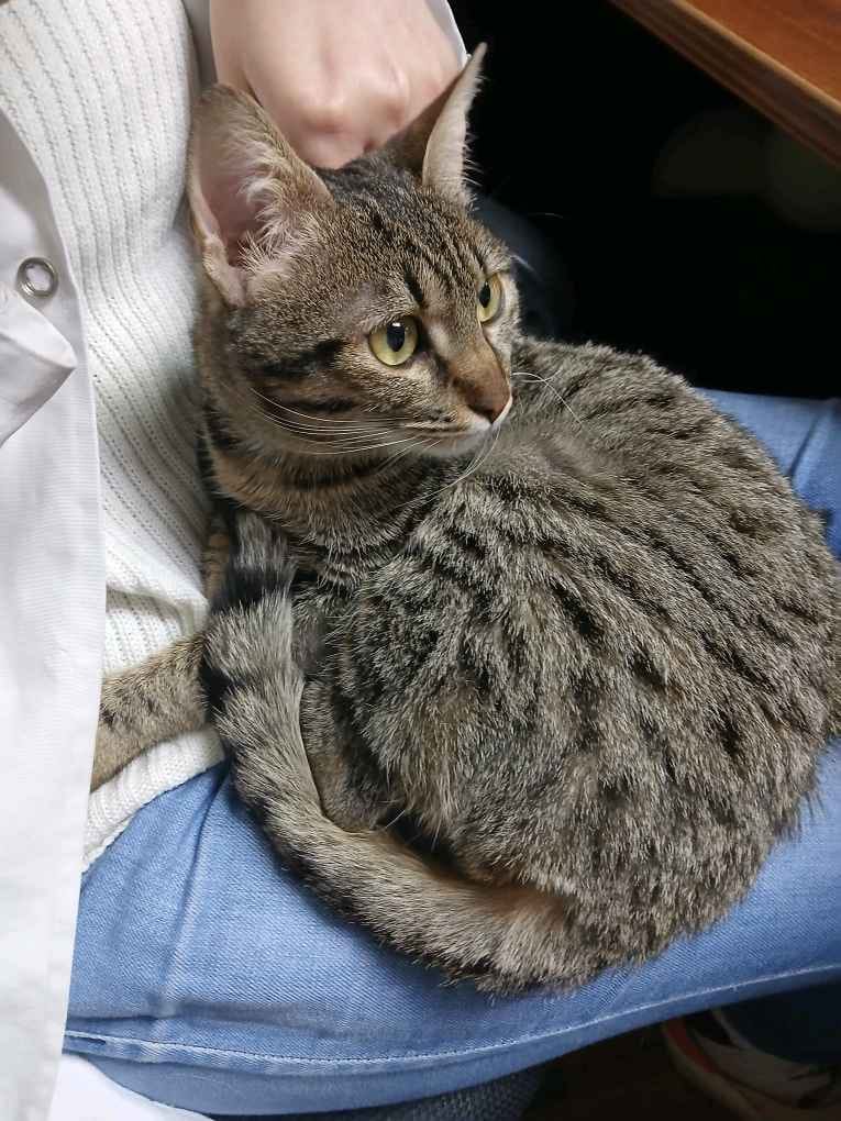 PetCare Clinic - صورة 1