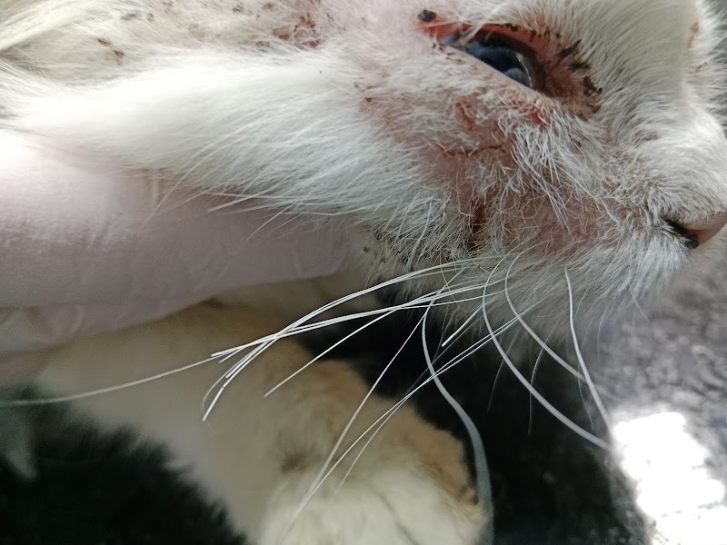 TVC, The Veterinary Center - صورة 2