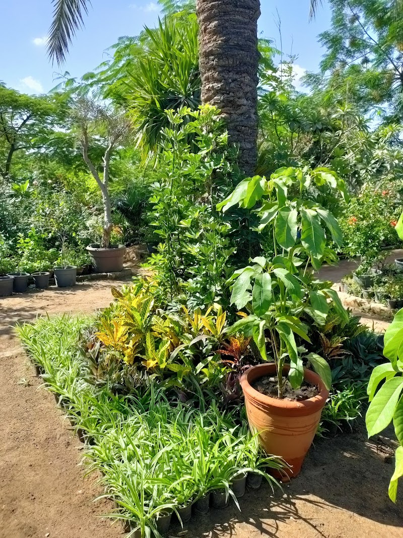 الاسكندريه لنبتاتات الزينه. . مشتل نور الاسلام - صورة 3