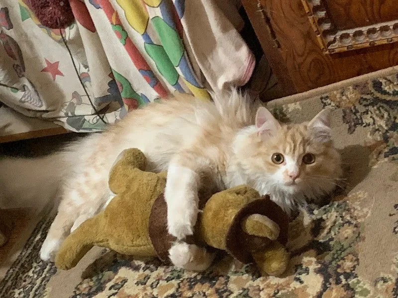 Aleef - د/ سارة سليمان - صورة 2