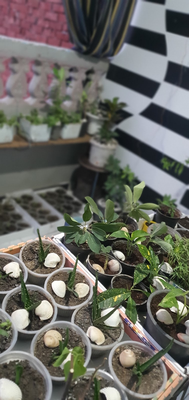 مشتل الروجينا