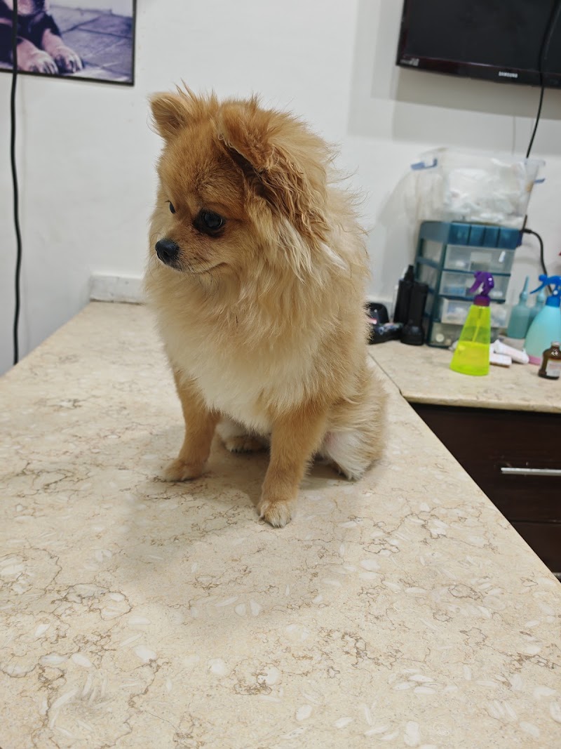 Pet Cure Veterinary Clinic New Cairo - صورة 2