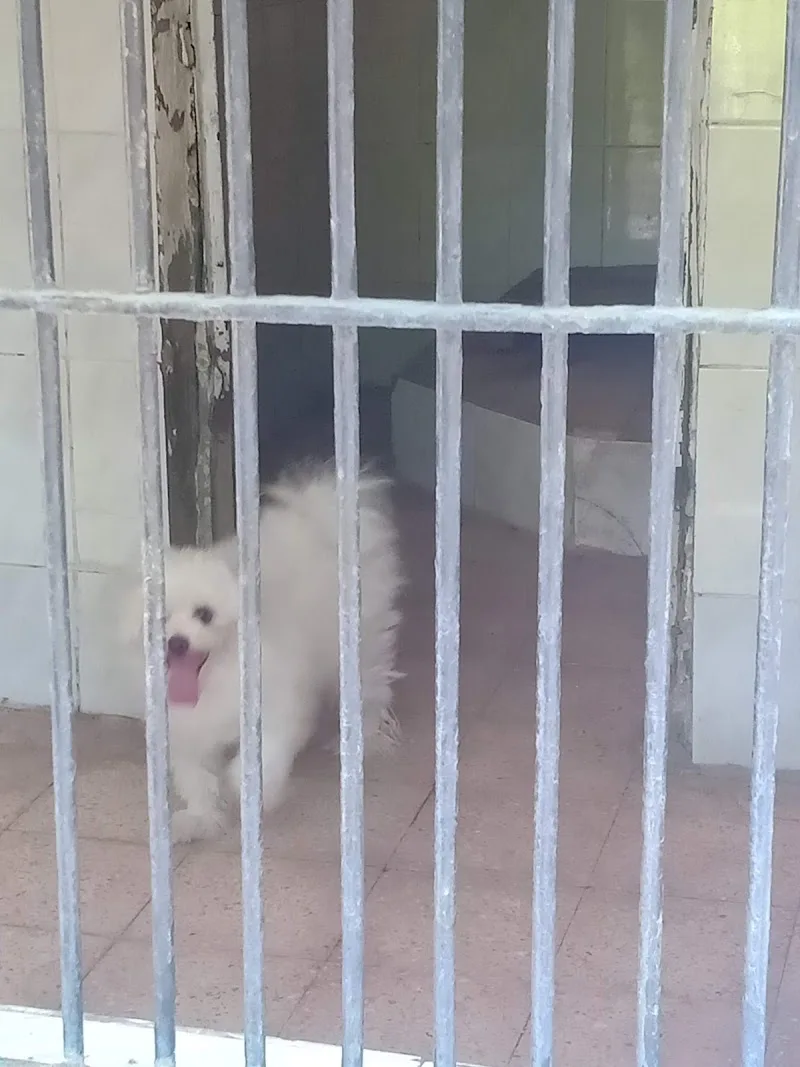 مستشفى الشعب لمعالجة الحيوانات - صورة 3