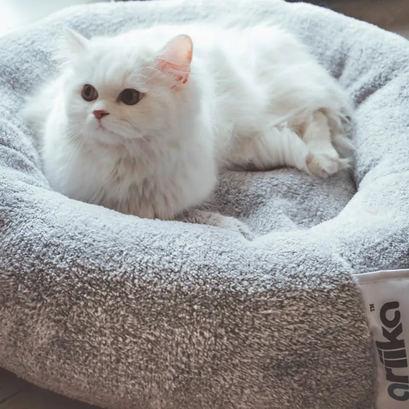 Paws 'n paws pet shop - Photo 2