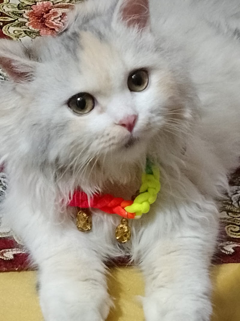 {Dog&Cat} عياده للحيوانات الاليفه وجمع مستلزمات الحيوانات - Photo 2