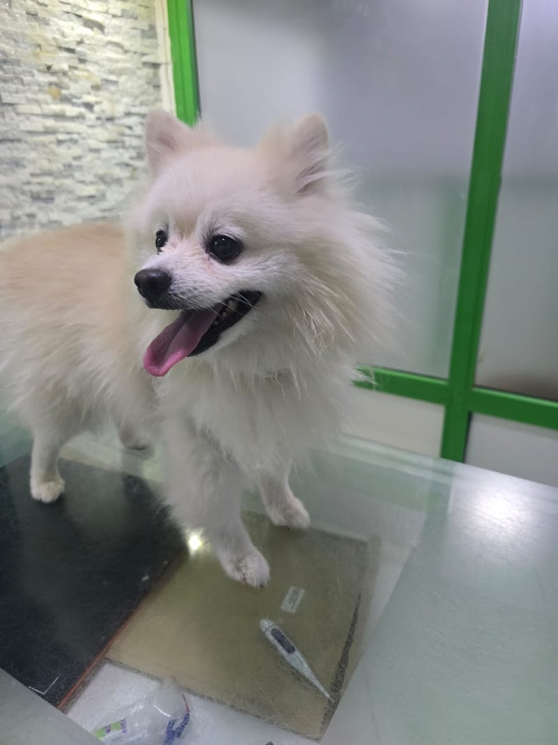 المركز الامريكى لطب وجراحة الحيوان - صورة 1