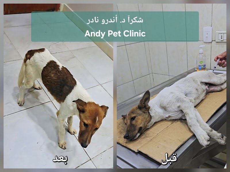 Andy pet clinic عياده بيطريه