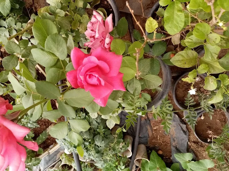 Nursery belonging to the Ministry of Agriculture, Kom Green, Urban, Giza - Photo 3