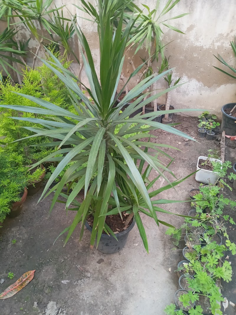 مشتل سيدي جابر - صورة 1