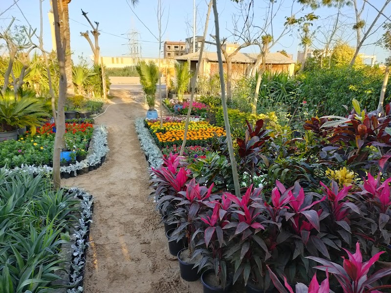 الاسكندريه لنبتاتات الزينه. . مشتل نور الاسلام - صورة 1